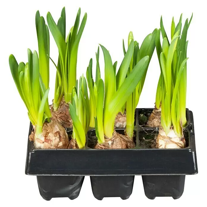 Piardino Narzissen 6er PackNarcissus pseudonarcissus 'Tête-à-Tête' Front View