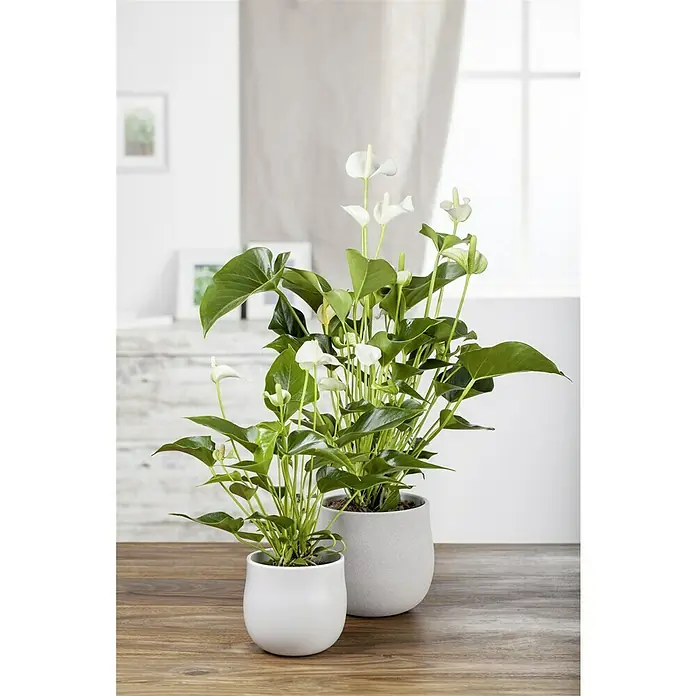 Piardino Flamingoblume - Anthurium x andreanum, Weiß - Zwei prächtige Anthurienpflanzen in stilvollen Töpfen, die mit ihren weißen Blüten jeden Raum aufwerten.