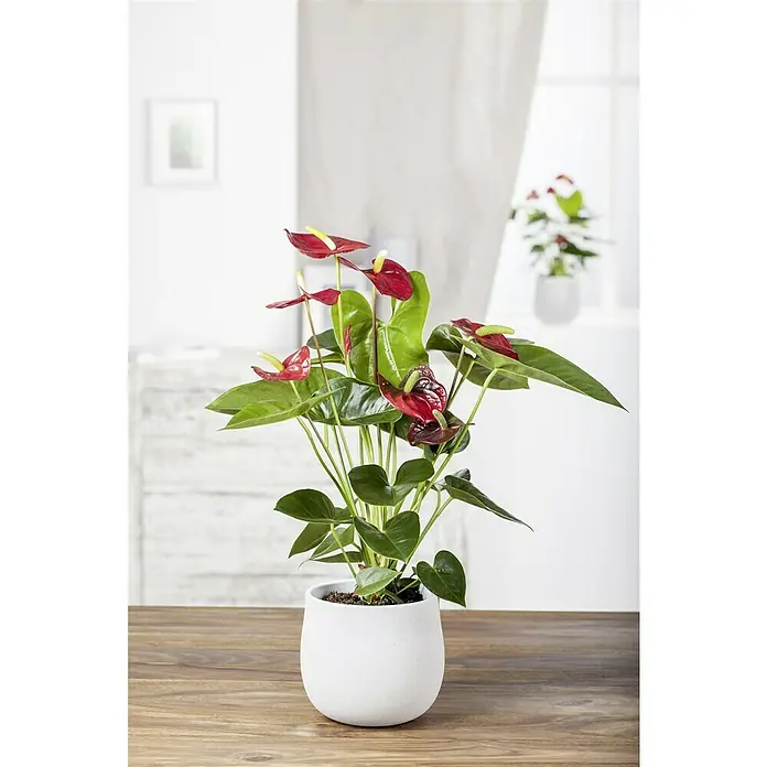 Piardino Flamingoblume in Keramik - Anthurium x andreanum, Topfgröße: 18 cm, Rot/Weiß/Rosa - Elegante Anthurie-Pflanze in einem weißen Topf, perfekt als stilvolle Dekoration für jeden Raum und bringt einen Hauch von Natur ins Haus.