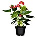 Piardino Flamingoblume Red Love 