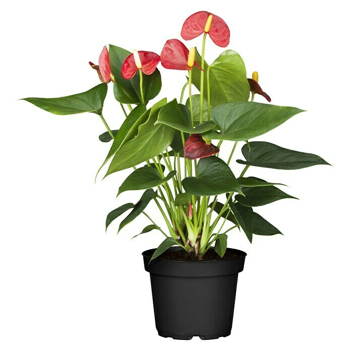 Flamingoblume (Anthurium x andreanum Red Love, Topfgröße: 12 cm, Rot)