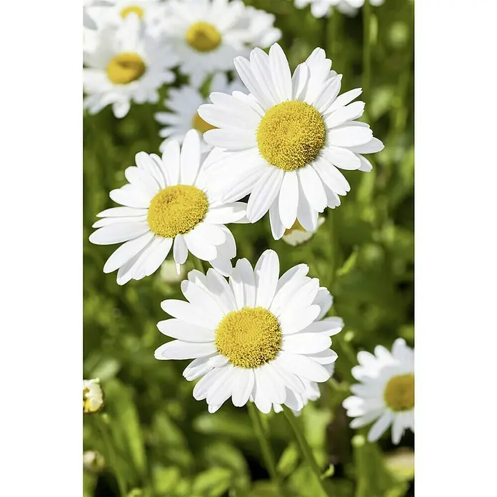 Piardino Strauchmargerite - Argyranthemum frutescens, Topfgröße: 14 cm, Weiß - Nahaufnahme von Gänseblümchen mit weißen Blütenblättern und gelber Mitte im Grünen.