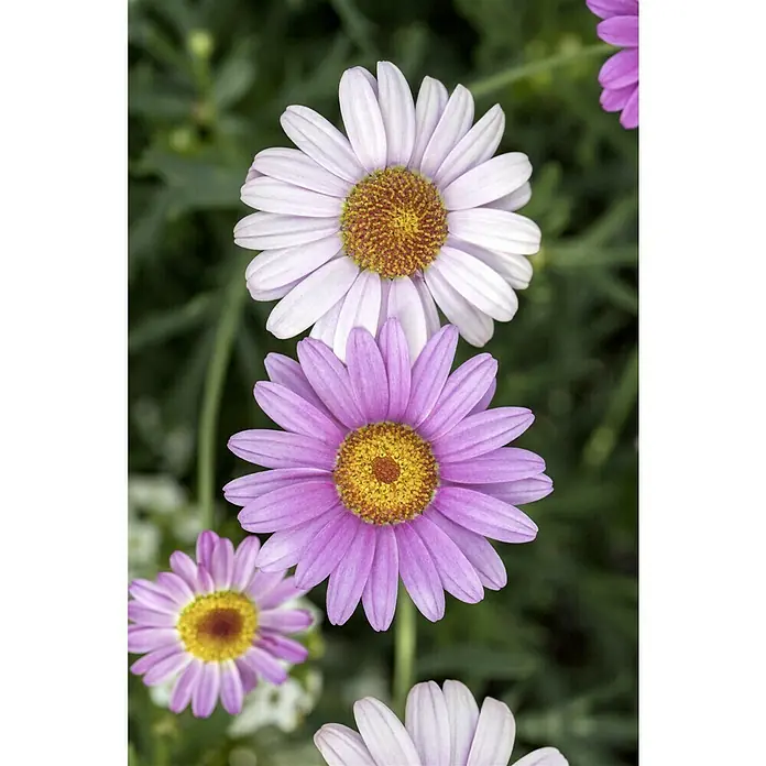 Piardino Strauchmargerite - Argyranthemum frutescens, Topfgröße: 14 cm, Weiß - Nahaufnahme von lila und weißen Margeritenblüten mit gelben Zentren, die die zarte Schönheit dieser Blumen hervorhebt.