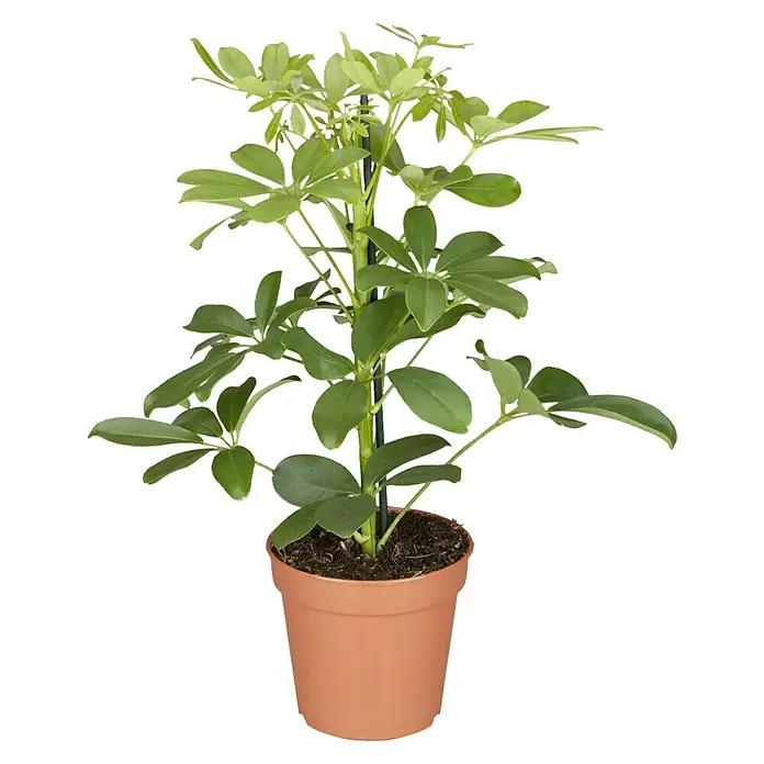 Piardino Dracena (Dracaena marginata, Veliina tegle: 17 cm) | BAUHAUS