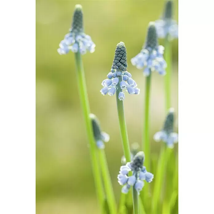 Piardino Frühlingsblumenzwiebeln Traubenhyazinthe - Muscari armeniacum 'Blue Magic', Blau - Stimmungsaufnahme