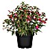 Piardino Fuchsie 'Jollies® Tricolore' 