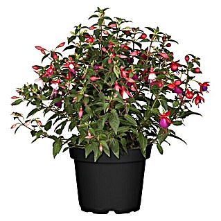 Piardino Fuchsie 'Jollies® Tricolore' (Fuchsia 'Jollies® Tricolore', Blütenfarbe: Mehrfarbig)