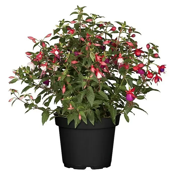 Piardino Fuchsie 'Jollies® Tricolore' - Fuchsia 'Jollies® Tricolore', Blütenfarbe: Mehrfarbig - Vorderansicht