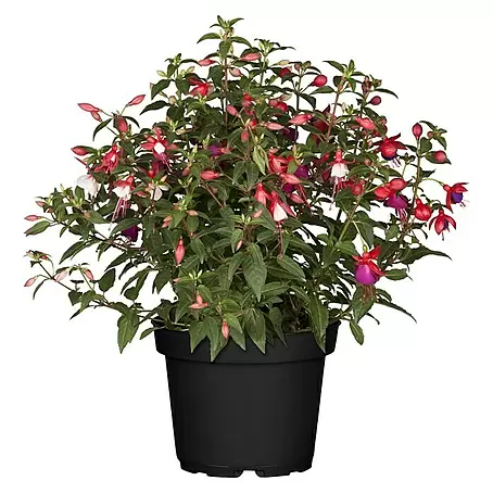 Piardino  Fuchsie 'Jollies® Tricolore'