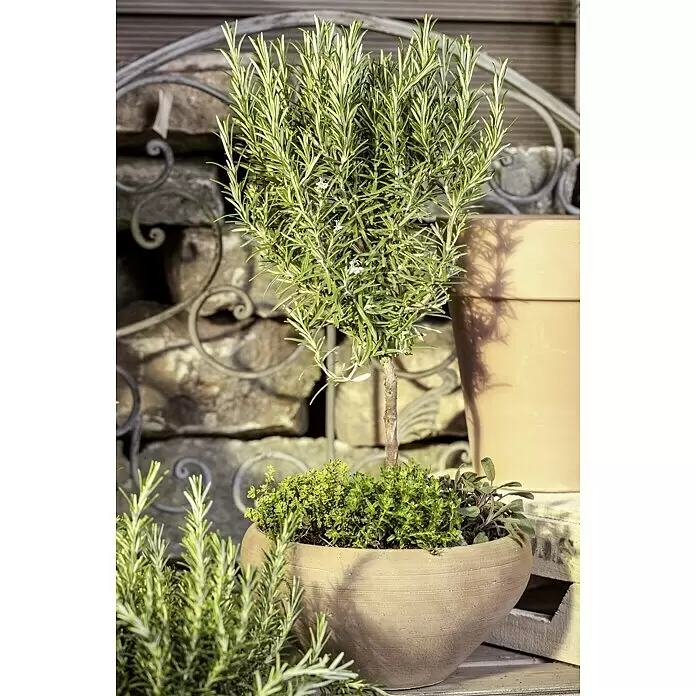 Piardino Rosmarin - Rosmarinus officinalis, Topfgröße: 14 cm - Stimmungsaufnahme