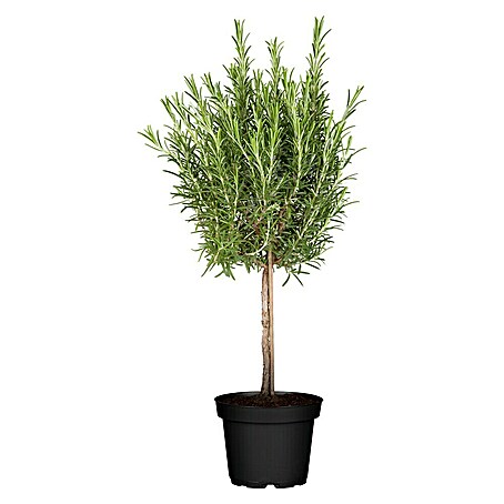 Piardino Rosmarin (Rosmarinus officinalis, Topfgröße: 14 cm)