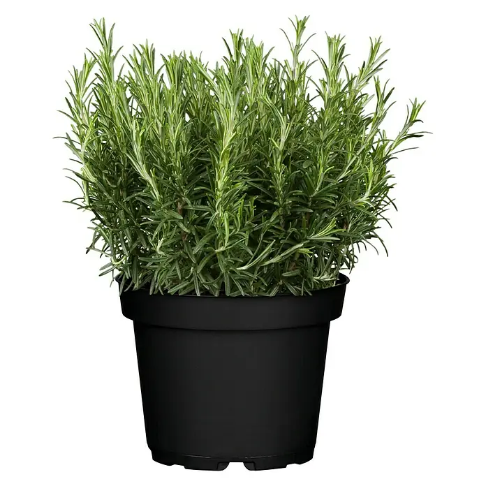 Piardino Rosmarin - Rosmarinus officinalis - Ein Topf mit frischem Rosmarin. Die Pflanze hat grüne, nadelartige Blätter und steht in einem schwarzen Topf. Ideal für Küche und Garten.