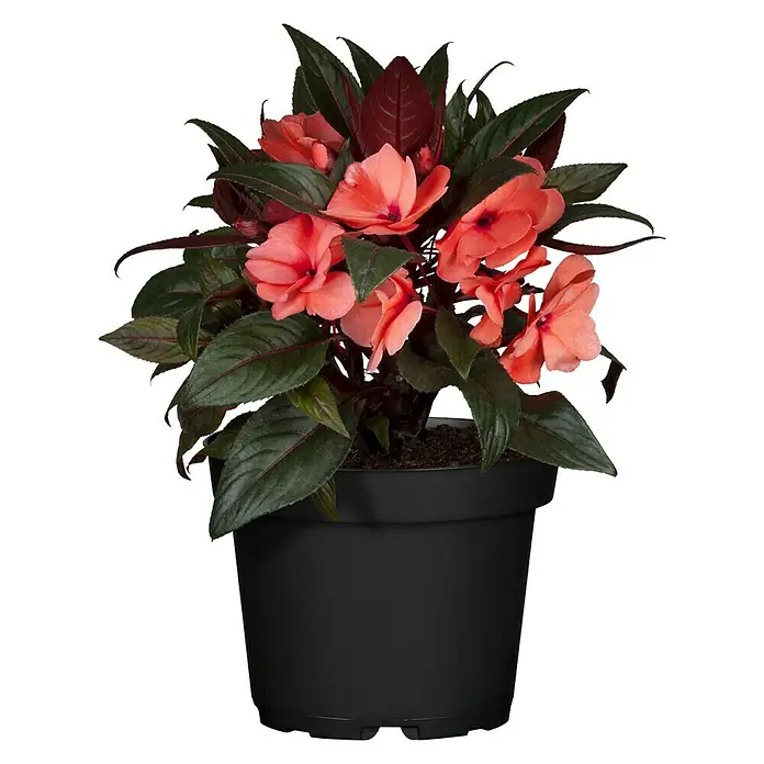 Piardino Edellieschen - Impatiens neuguinea, Topfgröße: 13 cm, Sortenabhängig - Eine Topfpflanze mit rosa Blüten und dunkelgrünen Blättern in einem schwarzen Topf.