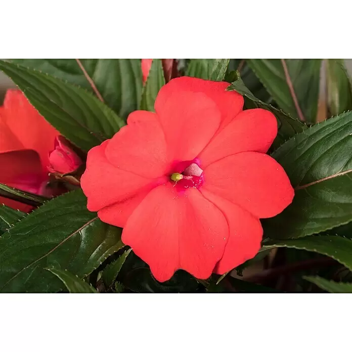 Piardino Edellieschen - Impatiens neuguinea, Topfgröße: 13 cm, Sortenabhängig - Stimmungsaufnahme
