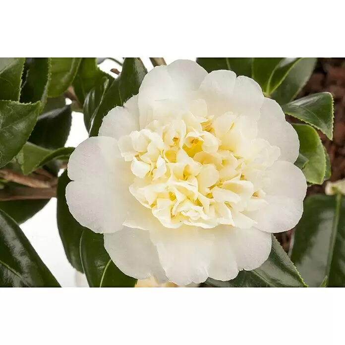 Piardino Japanische Kamelie - Camellia japonica, Topfgröße: 15 cm, Blütenfarbe: Sortenabhängig - Stimmungsaufnahme