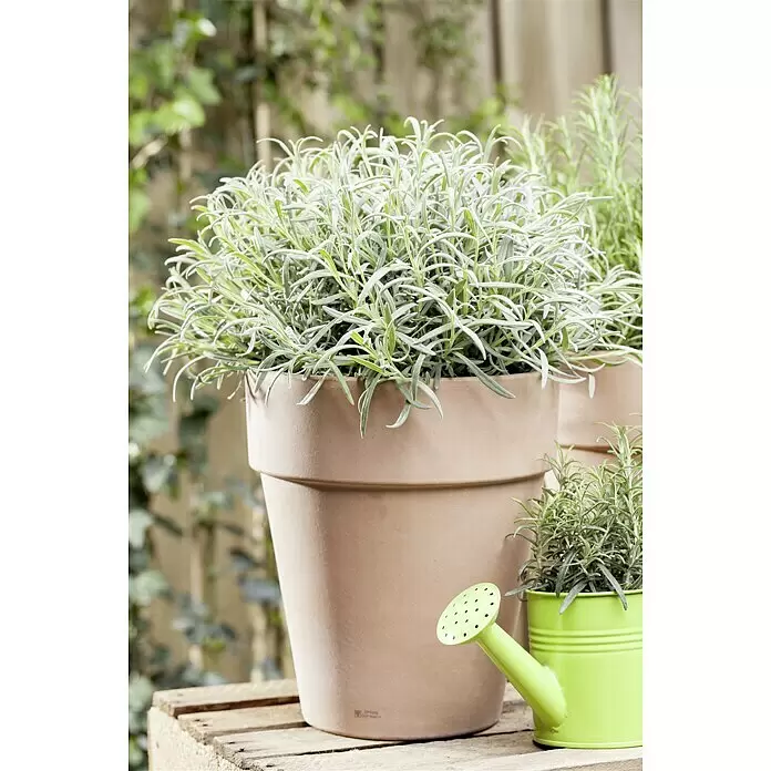 Piardino Lavendel - Lavandula angustifolia, Topfgröße: 14 cm, Blütenfarbe: Violett - Stimmungsaufnahme