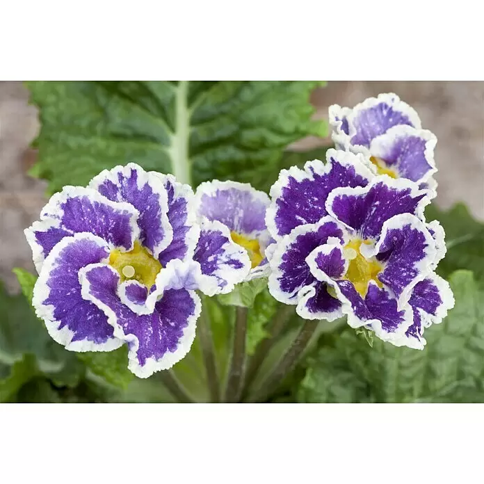 Piardino Primel - Primula acaulis, Topfgröße: 10,5 cm, Zweifarbige Sondersorten - Stimmungsaufnahme