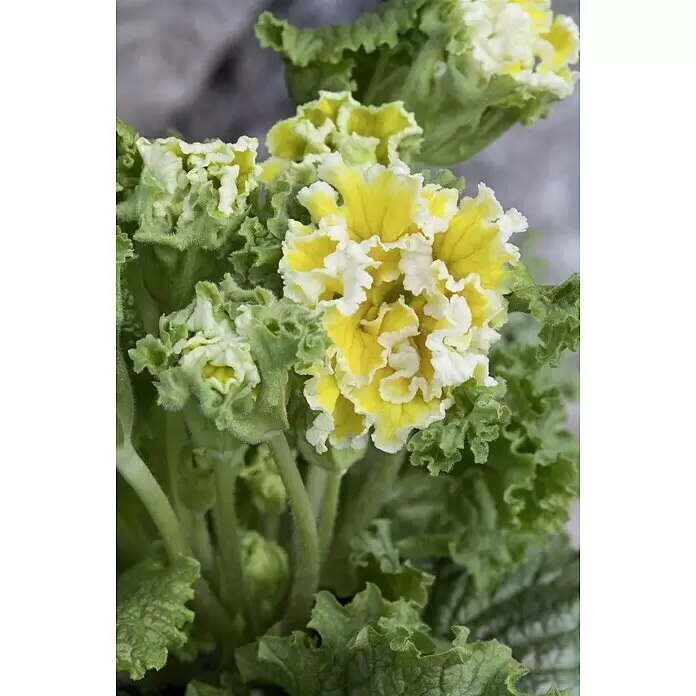 Piardino Primel - Primula acaulis, Topfgröße: 10,5 cm, Zweifarbige Sondersorten - Stimmungsaufnahme