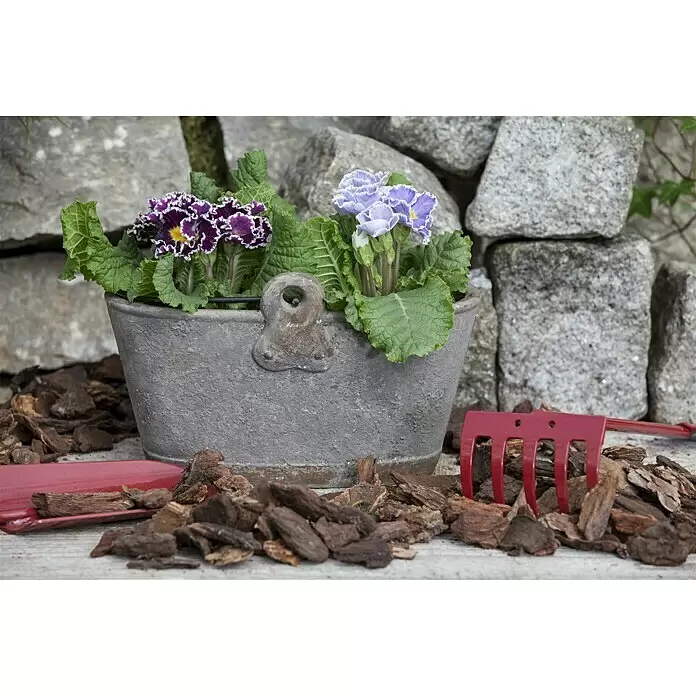 Piardino Primel - Primula acaulis, Topfgröße: 10,5 cm, Zweifarbige Sondersorten - Stimmungsaufnahme