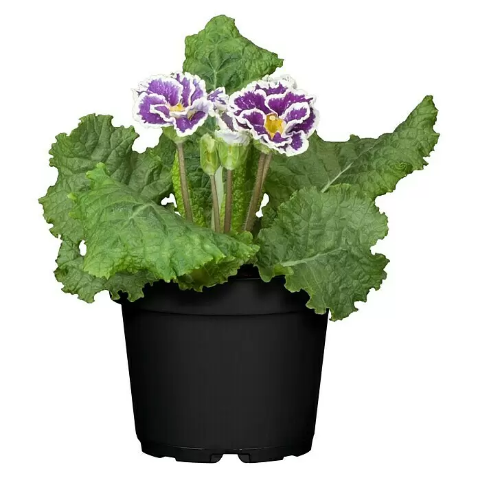 Piardino Primel - Primula acaulis, Topfgröße: 10,5 cm, Zweifarbige Sondersorten - Vorderansicht