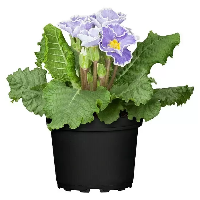 Piardino Primel - Primula acaulis, Topfgröße: 10,5 cm, Zweifarbige Sondersorten - Vorderansicht