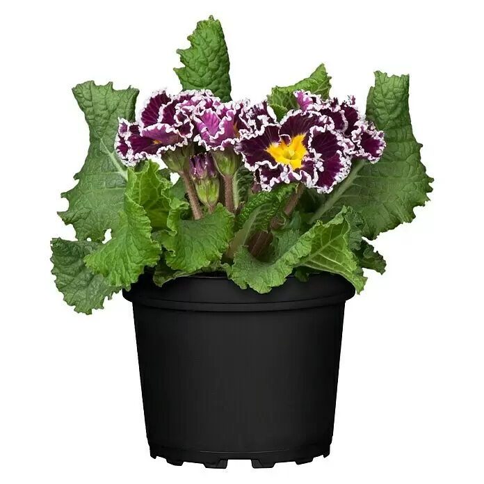 Piardino Primel - Primula acaulis, Topfgröße: 10,5 cm, Zweifarbige Sondersorten - Vorderansicht
