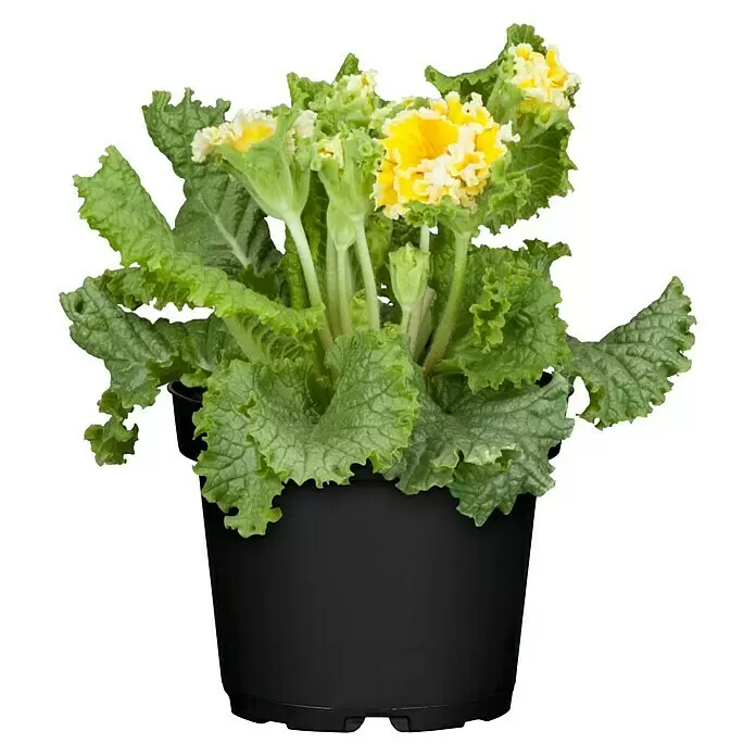 Piardino Primel - Primula acaulis, Topfgröße: 10,5 cm, Zweifarbige Sondersorten - Vorderansicht