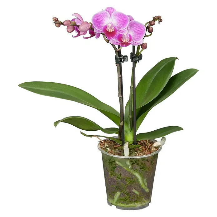 Piardino Schmetterlingsorchidee Midi - Phalaenopsis Hybride Midi, Topfgröße: 9 cm, Aufrecht - Wunderschöne rosa Orchidee im Topf. Die zarten Blüten und grünen Blätter machen diese Pflanze zu einem eleganten Blickfang.