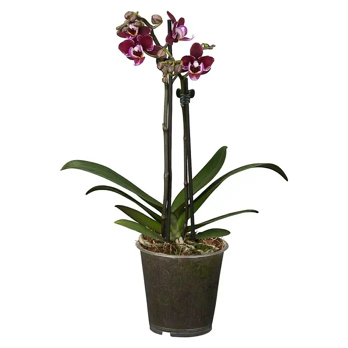 Piardino Schmetterlingsorchidee Midi - Phalaenopsis Hybride Midi, Topfgröße: 9 cm, Aufrecht - Nahaufnahme einer Topfpflanze mit einer dunkelroten Orchidee und grünen Blättern vor einem neutralen Hintergrund.