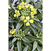 Erysimum 13 Yellow Bird