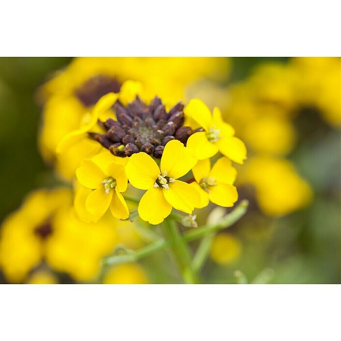 Erysimum 13 Yellow Bird