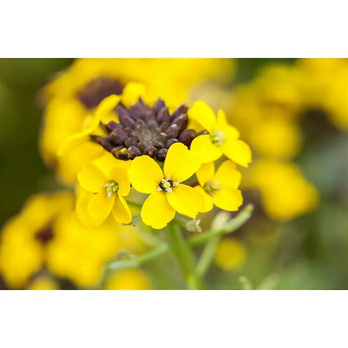 Piardino GoldlackErysimum, Gelb, Topfgröße: 13 cm - Nahaufnahme leuchtend gelber Goldlackblüten mit brauner Mitte, die die zarten Blütenblätter und die natürliche Schönheit hervorhebt.