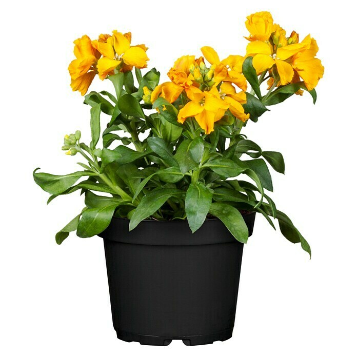 Erysimum 13 Yellow Bird