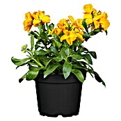 Erysimum 13 Yellow Bird
