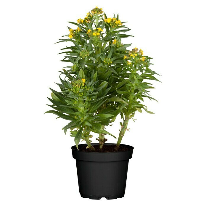 Erysimum 13 Yellow Bird