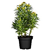 Erysimum 13 Yellow Bird