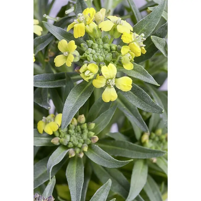 Piardino Goldlack - Erysimum, Gelb, Topfgröße: 13 cm - Nahaufnahme von gelben Goldlackblüten mit grünen Blättern. Sie zeigen ihre volle Pracht, gefüllt mit Details und Farben.