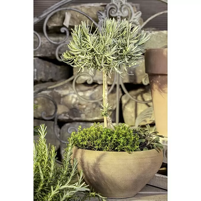 Piardino Lavendel Stämmchen - Lavandula angustifolia, Topfgröße: 14 cm, Lavendelblau - Stimmungsaufnahme