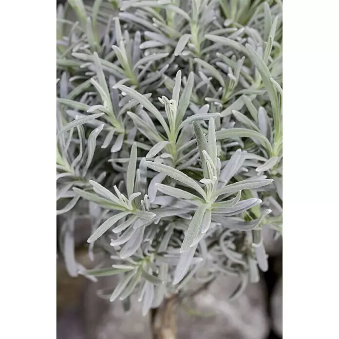 Piardino Lavendel Stämmchen - Lavandula angustifolia, Topfgröße: 14 cm, Lavendelblau - Stimmungsaufnahme
