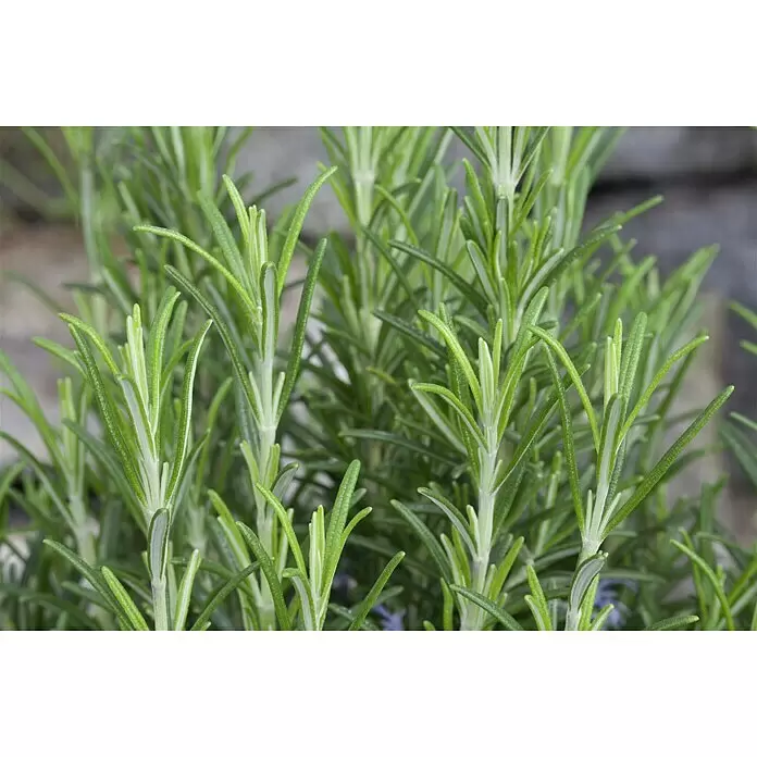 Piardino Rosmarin - Rosmarinus officinalis, Topfgröße: 18 cm - Stimmungsaufnahme