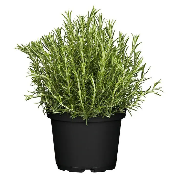 Piardino Rosmarin - Rosmarinus officinalis, Topfgröße: 18 cm - Der immergrüne Rosmarin im schwarzen Topf ist eine aromatische Ergänzung für jeden Garten.