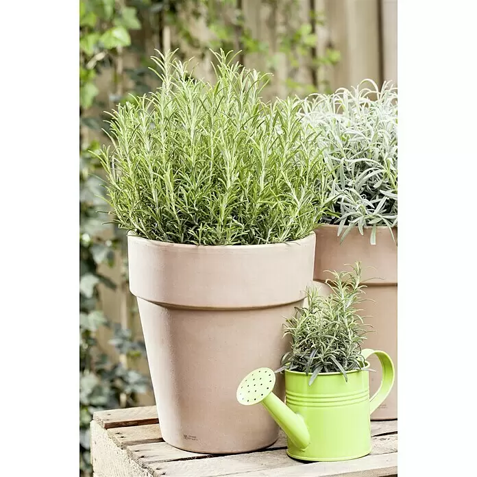 Piardino Rosmarin - Rosmarinus officinalis, Topfgröße: 18 cm - Stimmungsaufnahme