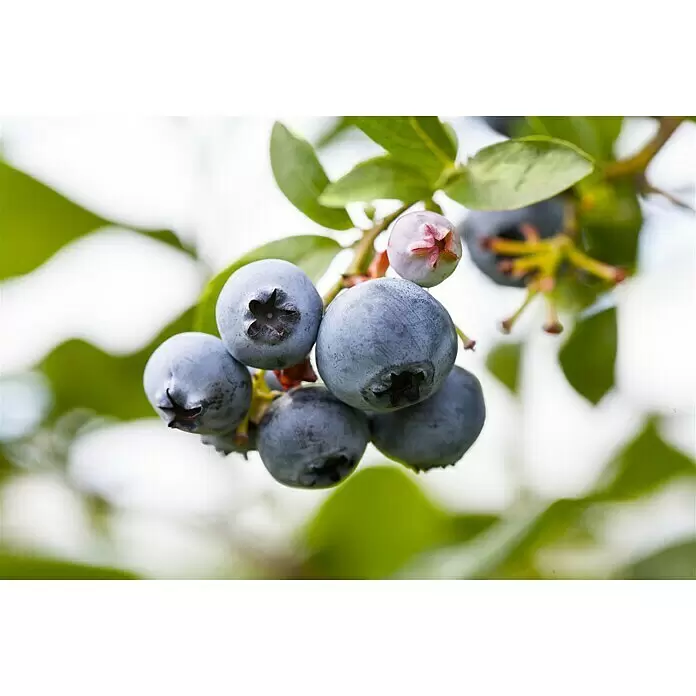 Piardino Heidelbeere - Vaccinium corymbosum, 5 l - Stimmungsaufnahme