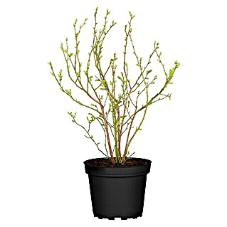 Piardino Heidelbeere (Vaccinium corymbosum, 5 l)
