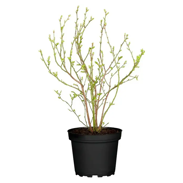 Piardino Heidelbeere - Vaccinium corymbosum, 5 l - Eine Topfpflanze mit grünen Trieben und braunen Ästen auf einem neutralen Hintergrund.