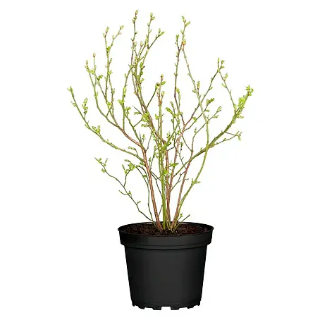 Piardino  Heidelbeere