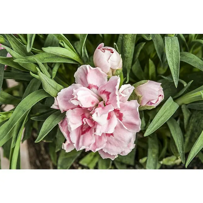 Piardino Gartennelke Oscar - Oscar, Sortenabhängig - Nahaufnahme einer rosa Nelkenblüte mit grünen Blättern. Die Blüte ist von zwei Knospen umgeben und zeigt zarte Details.