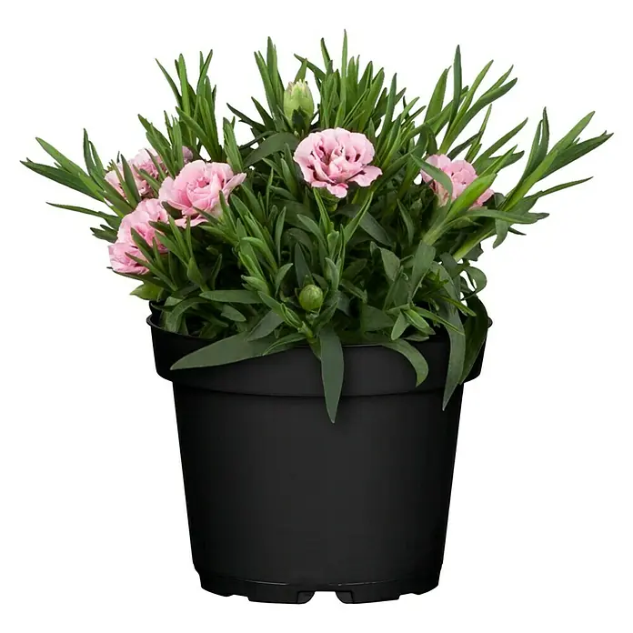 Piardino Gartennelke Oscar - Oscar, Sortenabhängig - Eine Nahaufnahme einer rosa Nelke in einem schwarzen Topf. Die Nelke hat grüne Blätter.