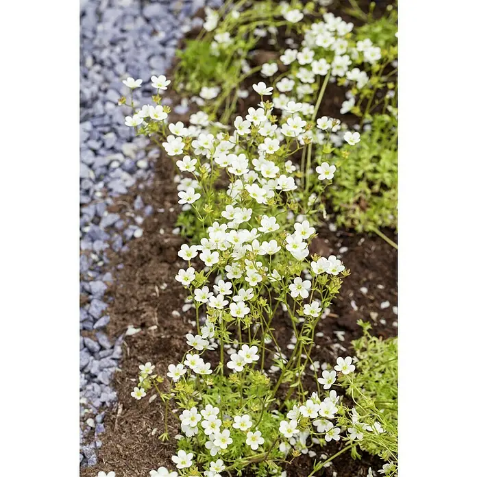 Piardino Moos-Steinbrech - Saxifraga arendsii, Rosa - Zarte, weiße Blütenteppich-Pflanze mit gelben Akzenten, die einen natürlichen Charme in jeden Garten bringt, ideal für Beetumrandungen und Steingärten.
