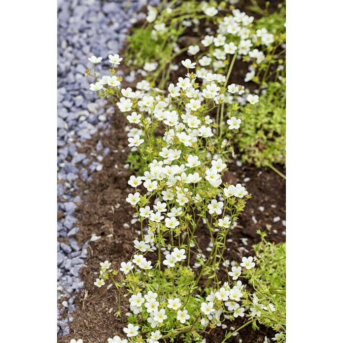 Piardino Moos-SteinbrechSaxifraga arendsii, Weiß Mood Shot